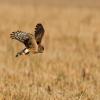 Hen Harrier